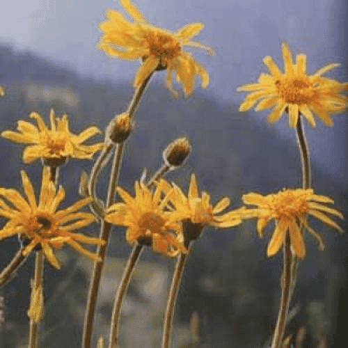 Arnica Cream 30g Tube
