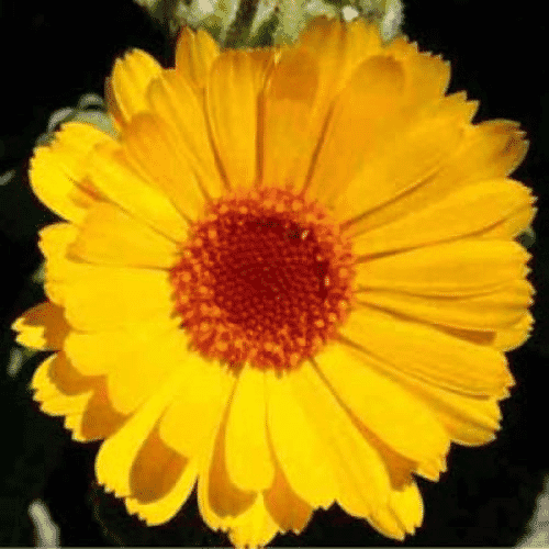 Calendula Cream 30g Tube