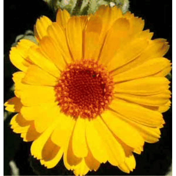 Calendula officinalis 30c 100s