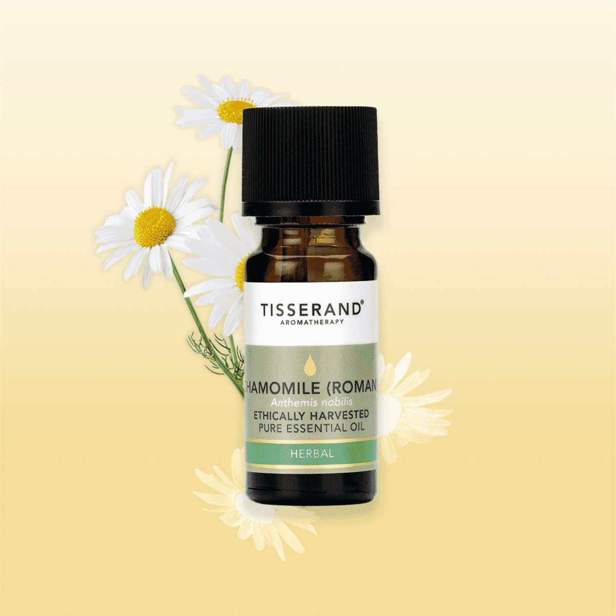 Chamomile (Roman) Ethically Harvested Pure Essential Oil  9ml