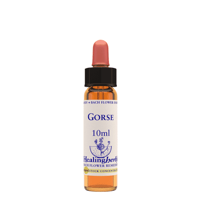 Gorse 10ml