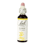 Gorse 20ml