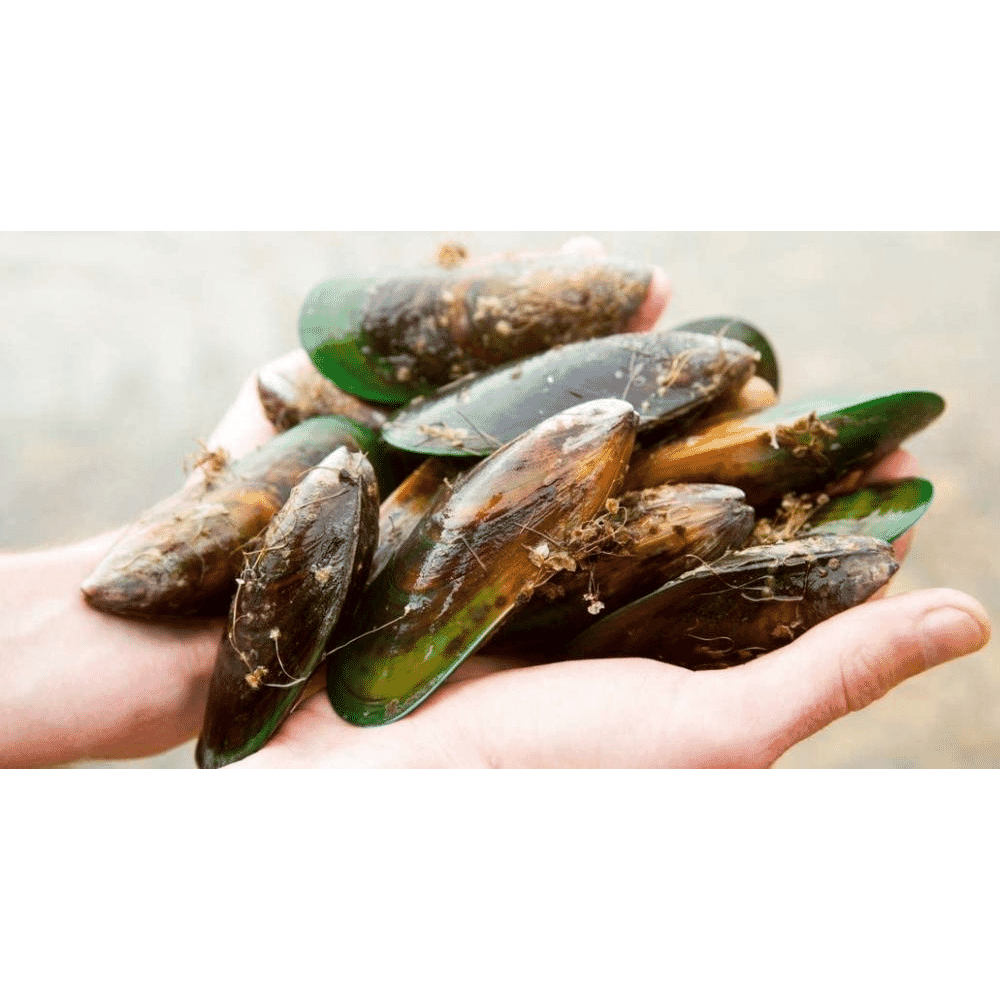Green Lipped Mussel Extract Gel For Joint Massage 50ml (Tube)