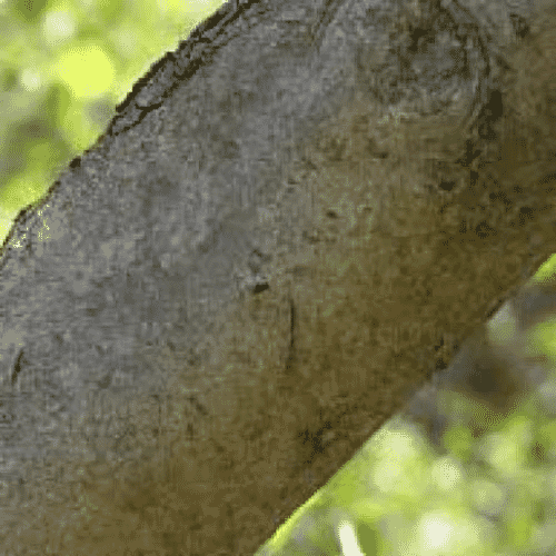 Hamamelis Virginica 30c 100s