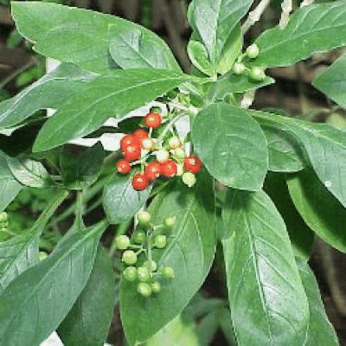 Ipecacuanha 30c 100s