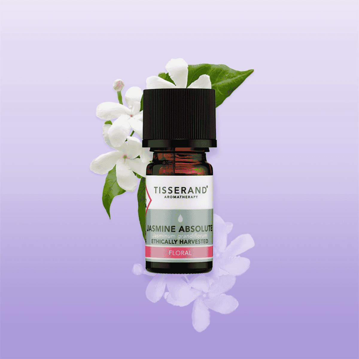 Jasmine Absolute Ethically Harvested Essential Oil 2ml