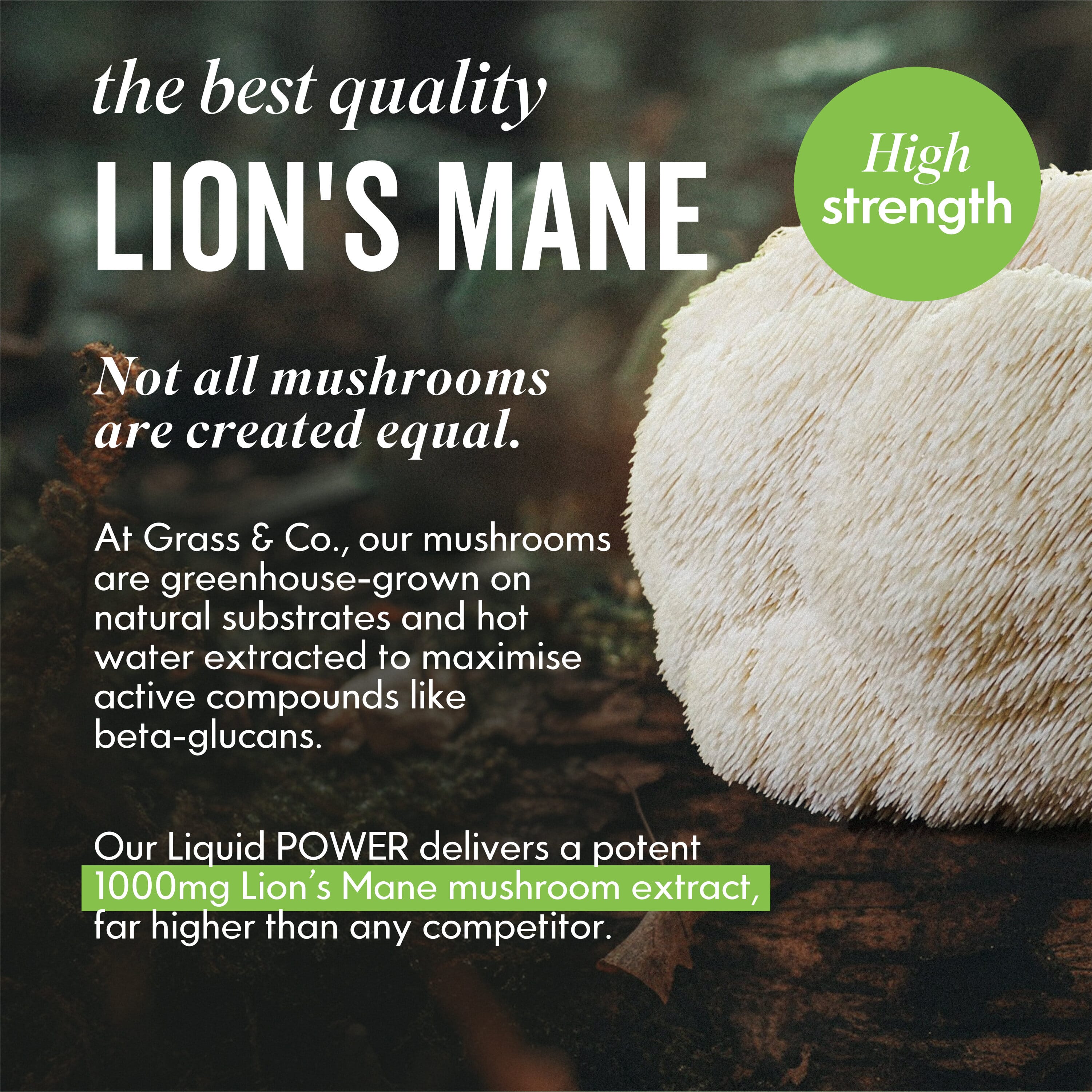 Liquid FOCUS Elderflower & Sicilian Lemon with Lion's Mane Nootropic Drink 250ml