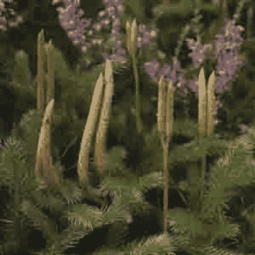 Lycopodium 30c 100s