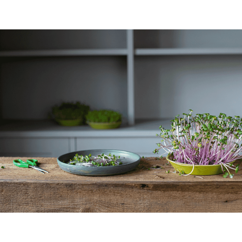 Microfarm Organic Microgreen Grow Kit 'Micro-Brassica' (Red Cabbage, Broccoli, Kale)