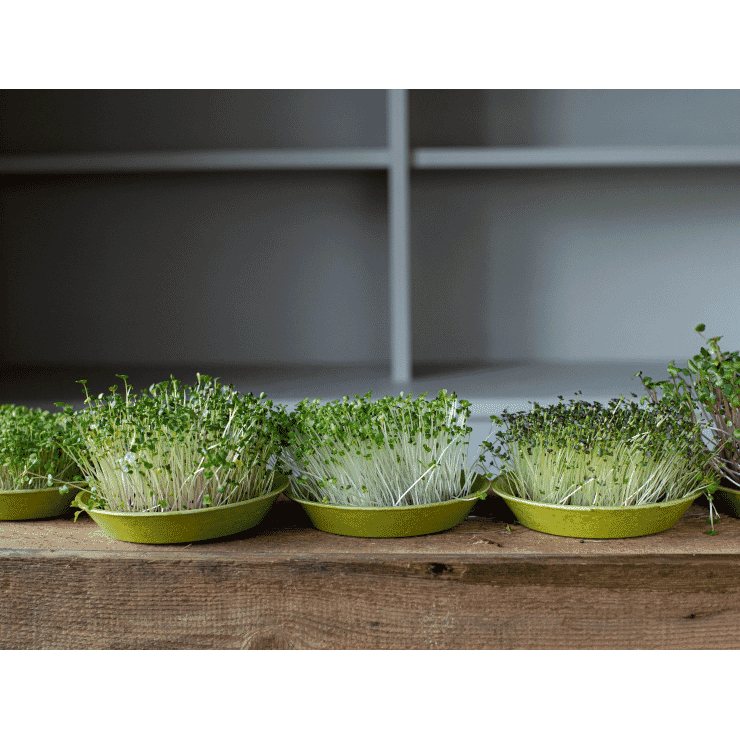 Microfarm Organic Microgreen Grow Kit 'Micro-Brassica' (Red Cabbage, Broccoli, Kale)