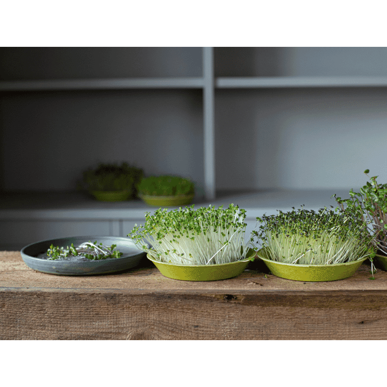 Microfarm Organic Microgreen Grow Kit 'Micro-Brassica' (Red Cabbage, Broccoli, Kale)