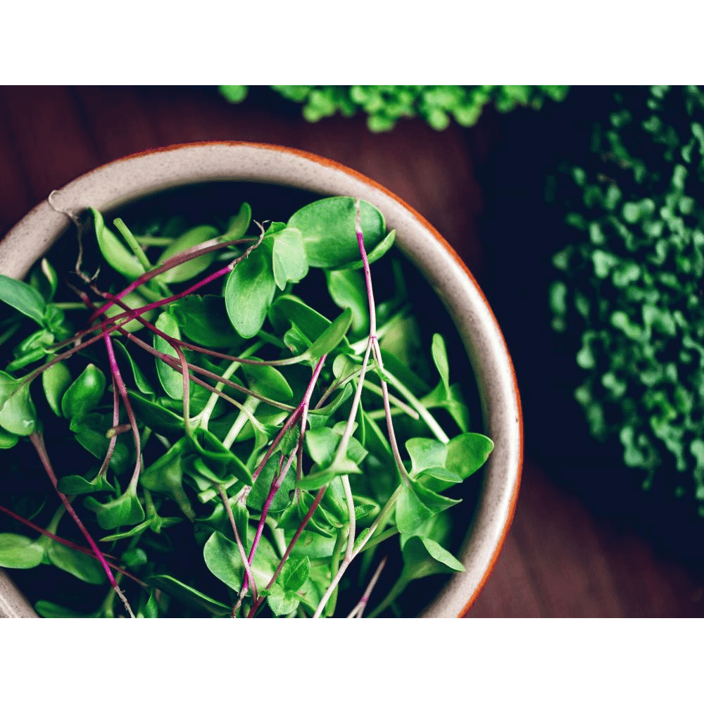 Microfarm Organic Microgreen Grow Kit 'Micro-Immunity' (Broccoli, Rocket, Kale)