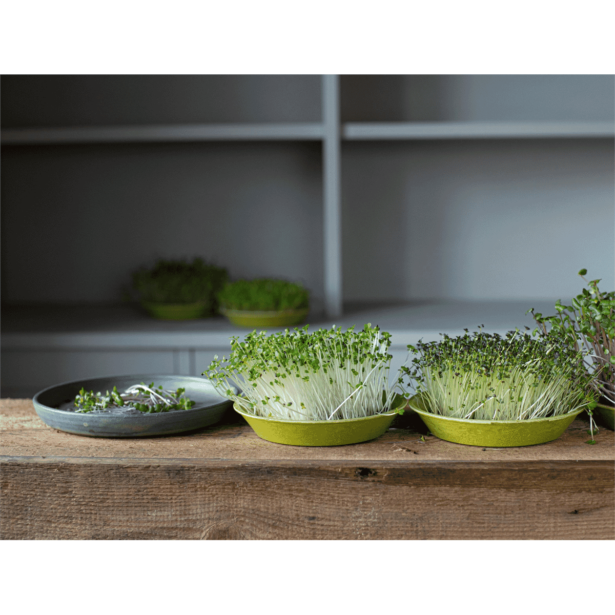 Microfarm Organic Microgreen Grow Kit 'Micro-Intensity' (Rocket Purple Radish, Mizuna)