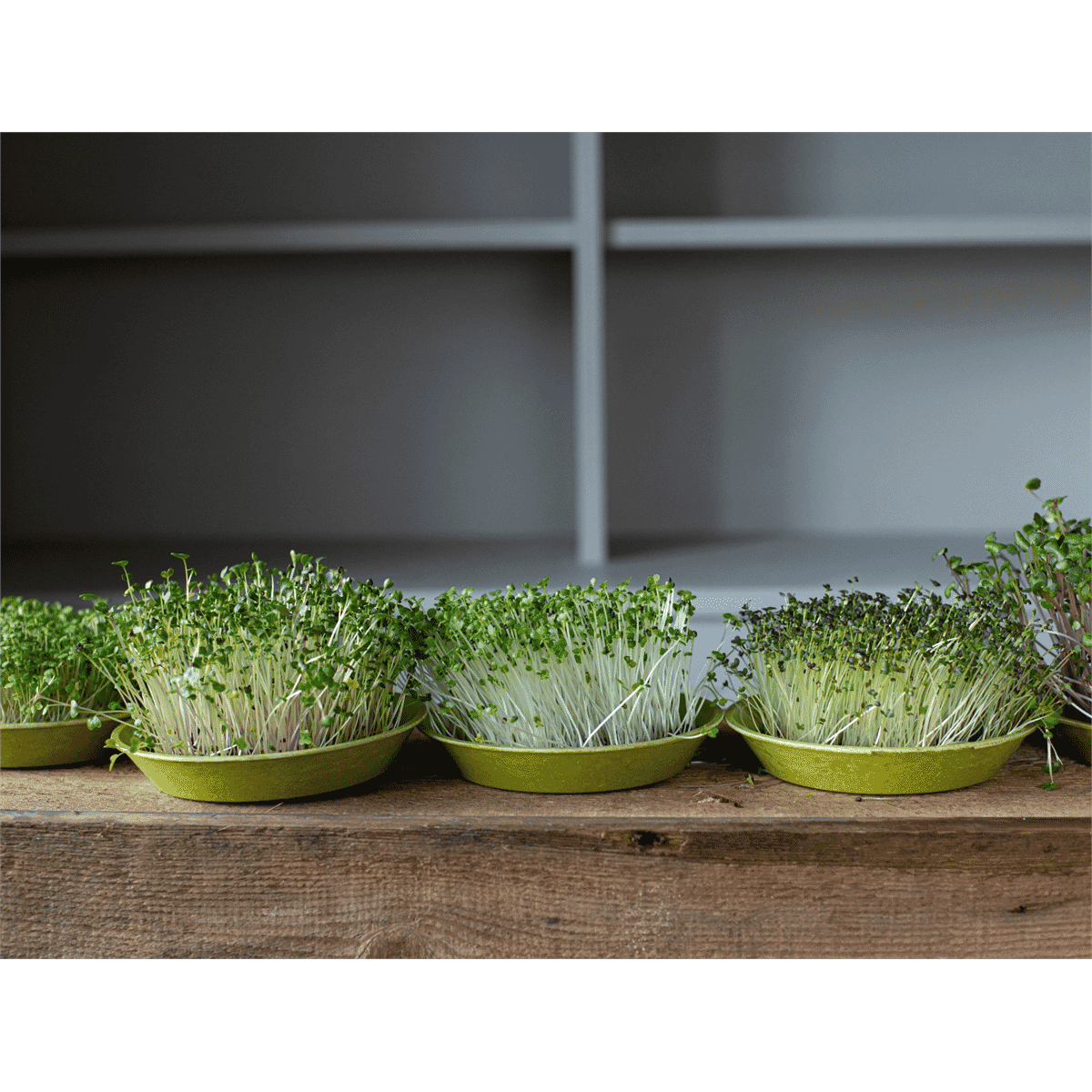 Microfarm Organic Microgreen Grow Kit 'Micro-Power' (Red Cabbage, Pink Radish, Mizuna)