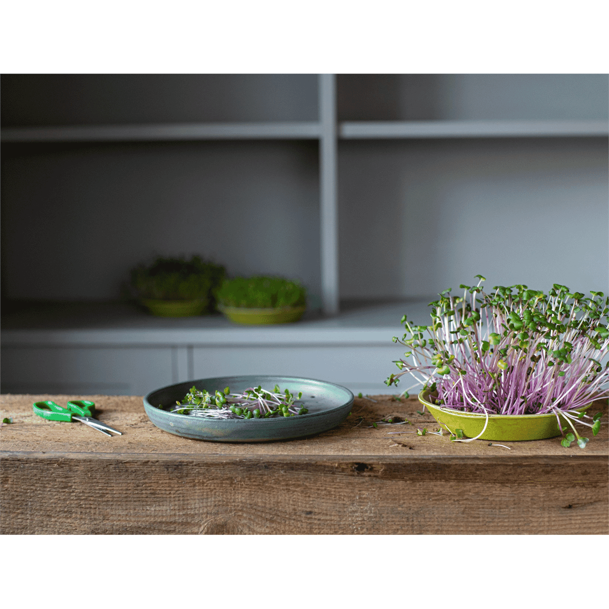 Microfarm Organic Microgreen Grow Kit 'Micro-Power' (Red Cabbage, Pink Radish, Mizuna)