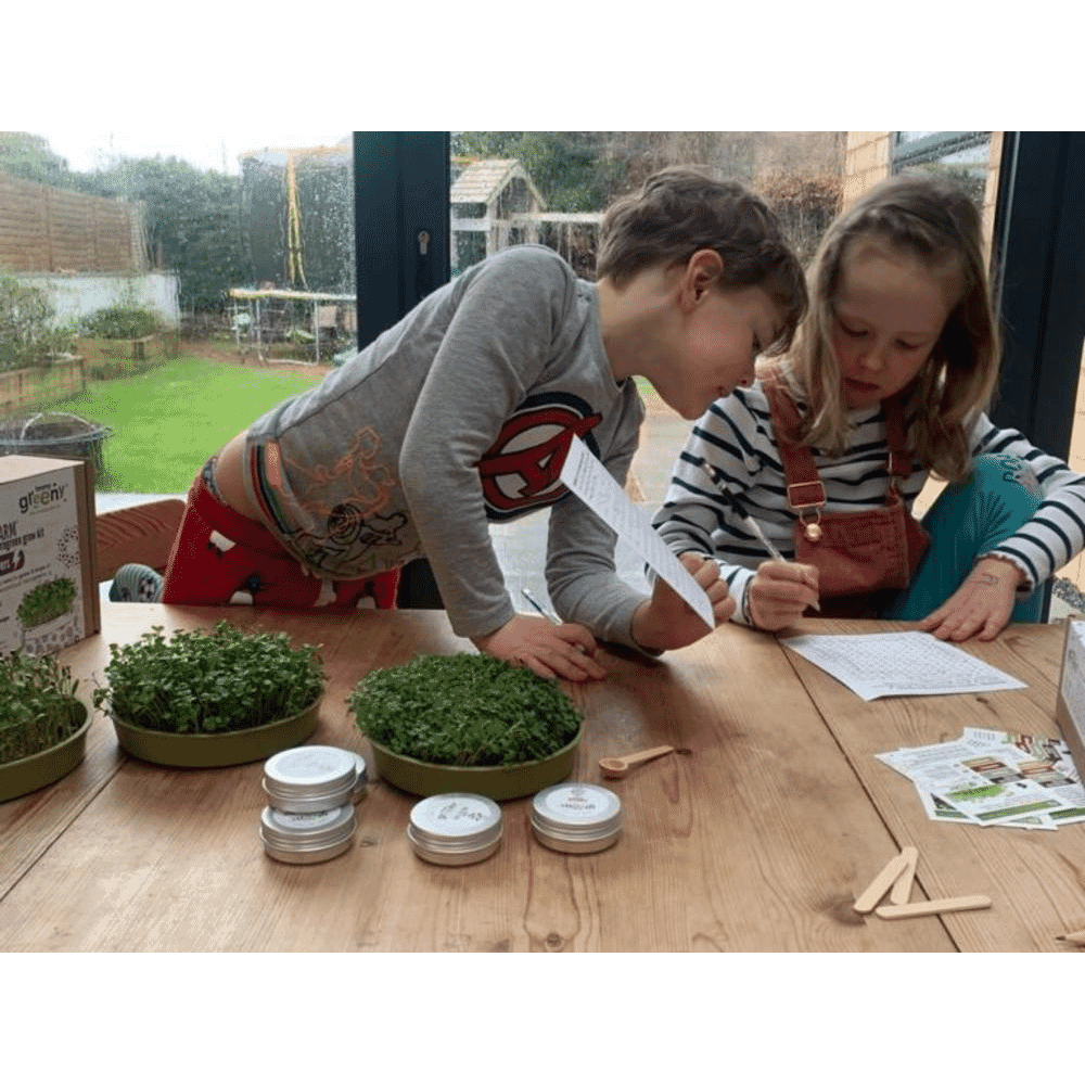 Microfarm Organic Microgreen Grow Kit 'Rocket Fuel' (Broccoli, Red Cabbage, Rocket)