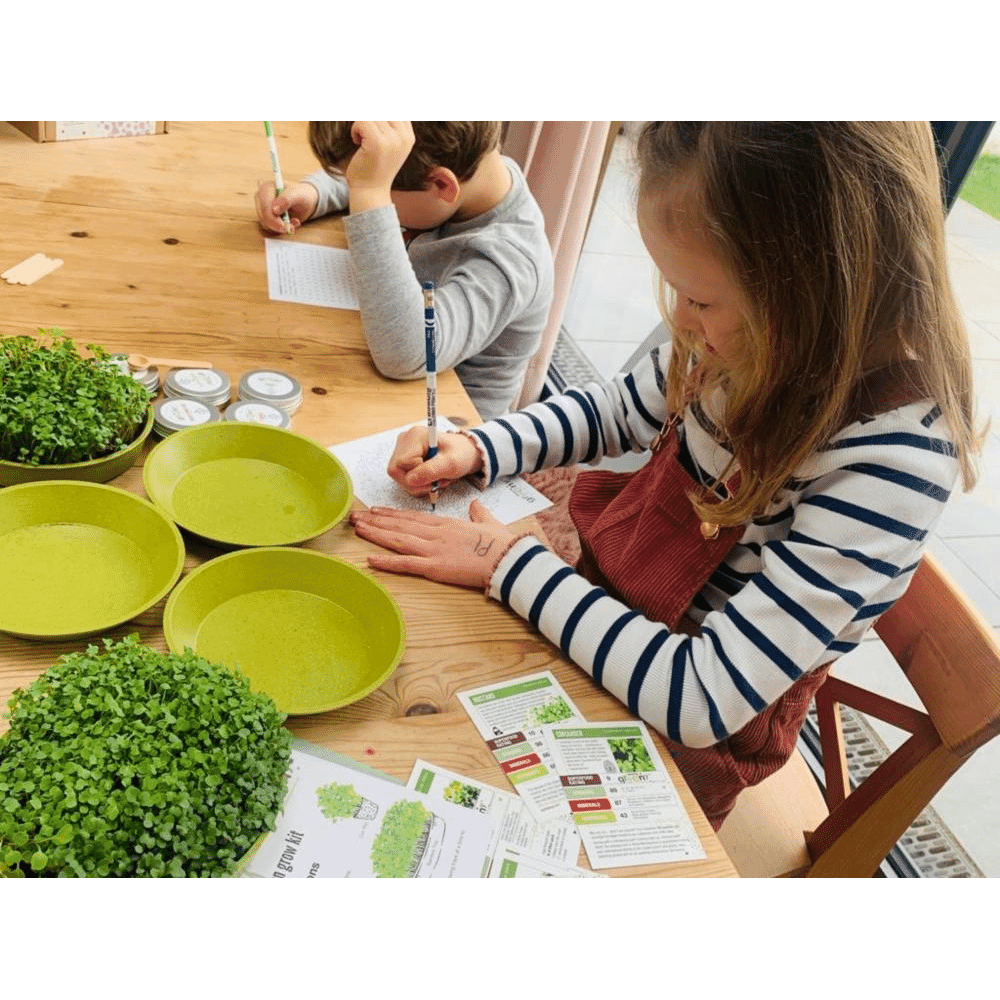 Microfarm Organic Microgreen Grow Kit 'Super Powers' (Broccoli, Red Cabbage, Kale)