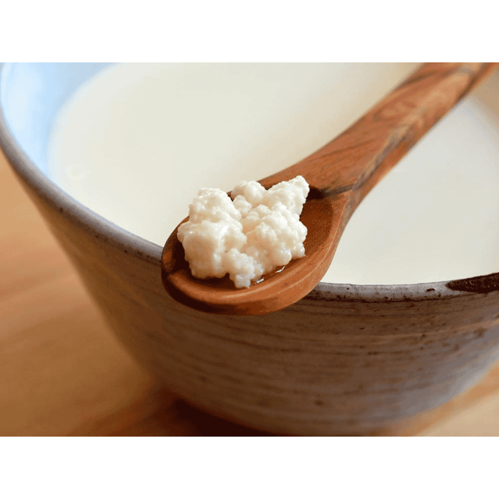 Milk Kefir Grains 1g