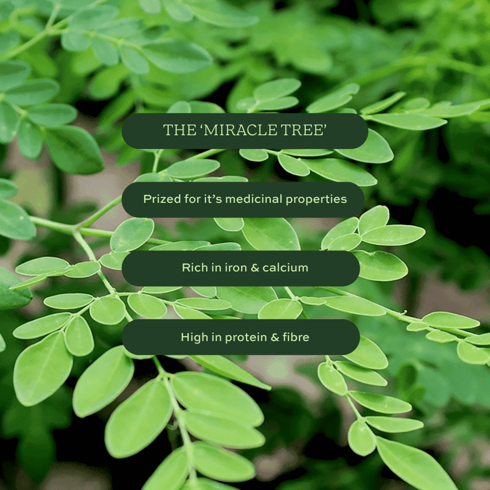 Moringa Superfood Powder Organic 275g