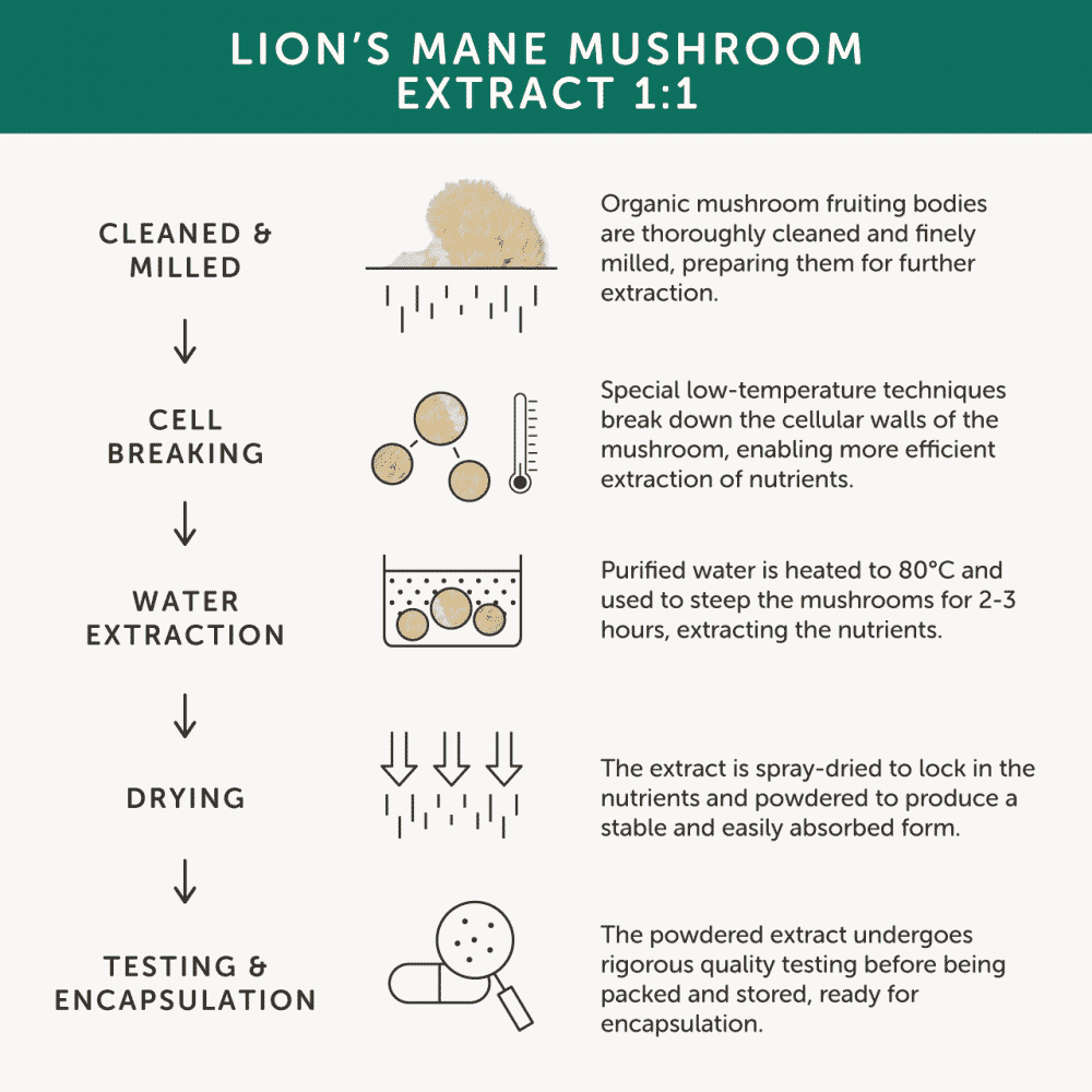 Organic Lion's Mane 60s