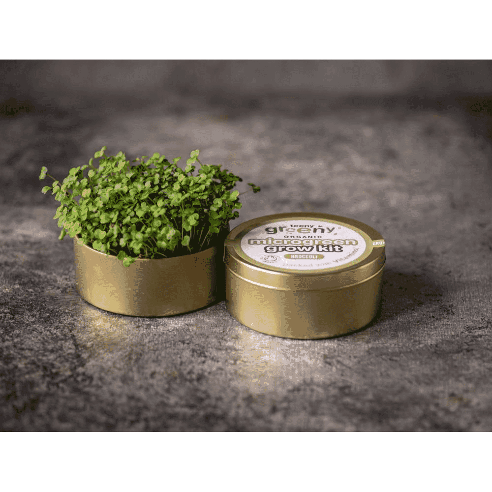 Organic Microgreen Grow Kit (Broccoli)