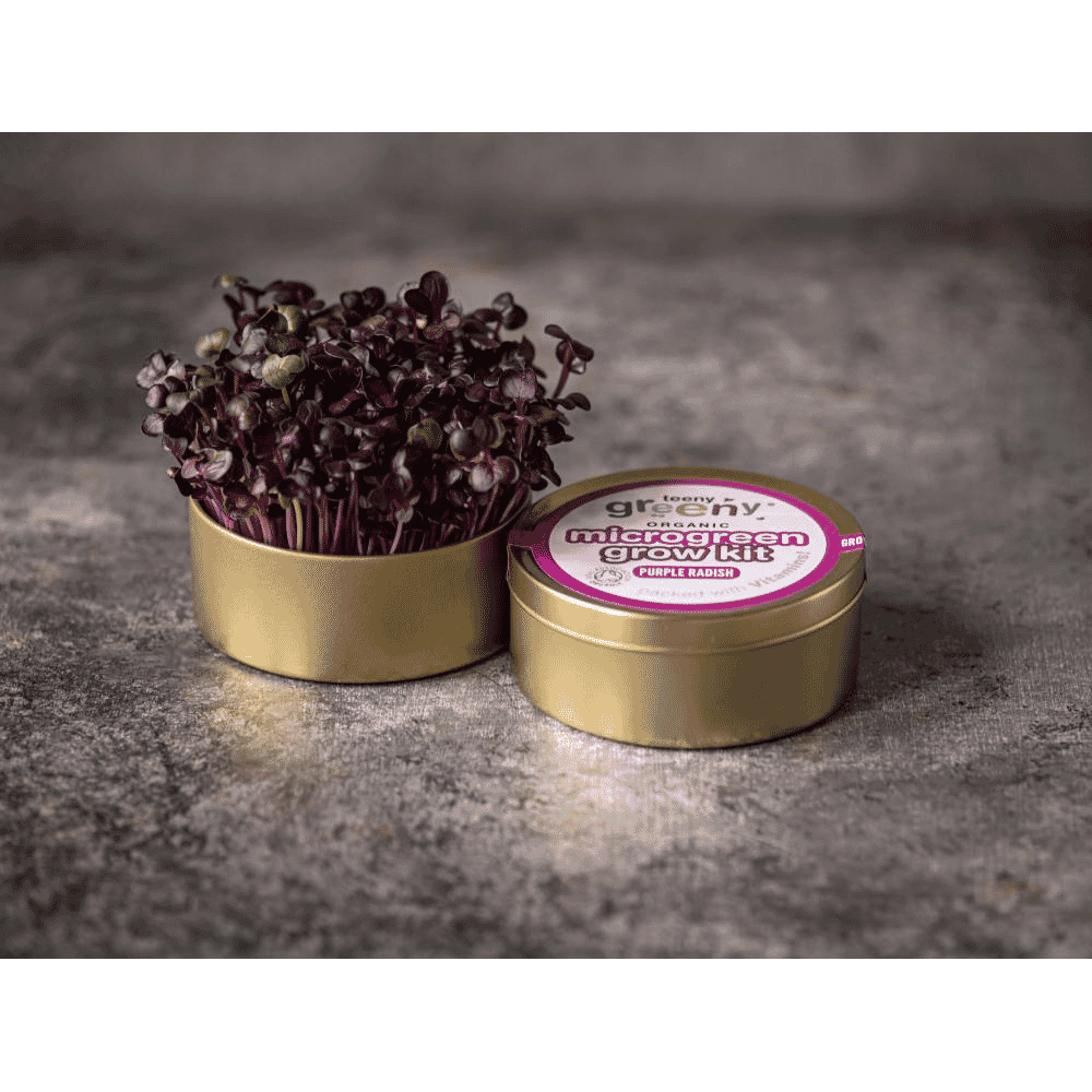 Organic Microgreen Grow Kit (Purple Radish)