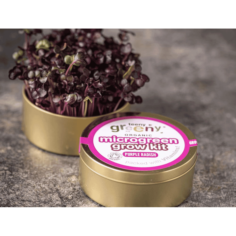 Organic Microgreen Grow Kit (Purple Radish)