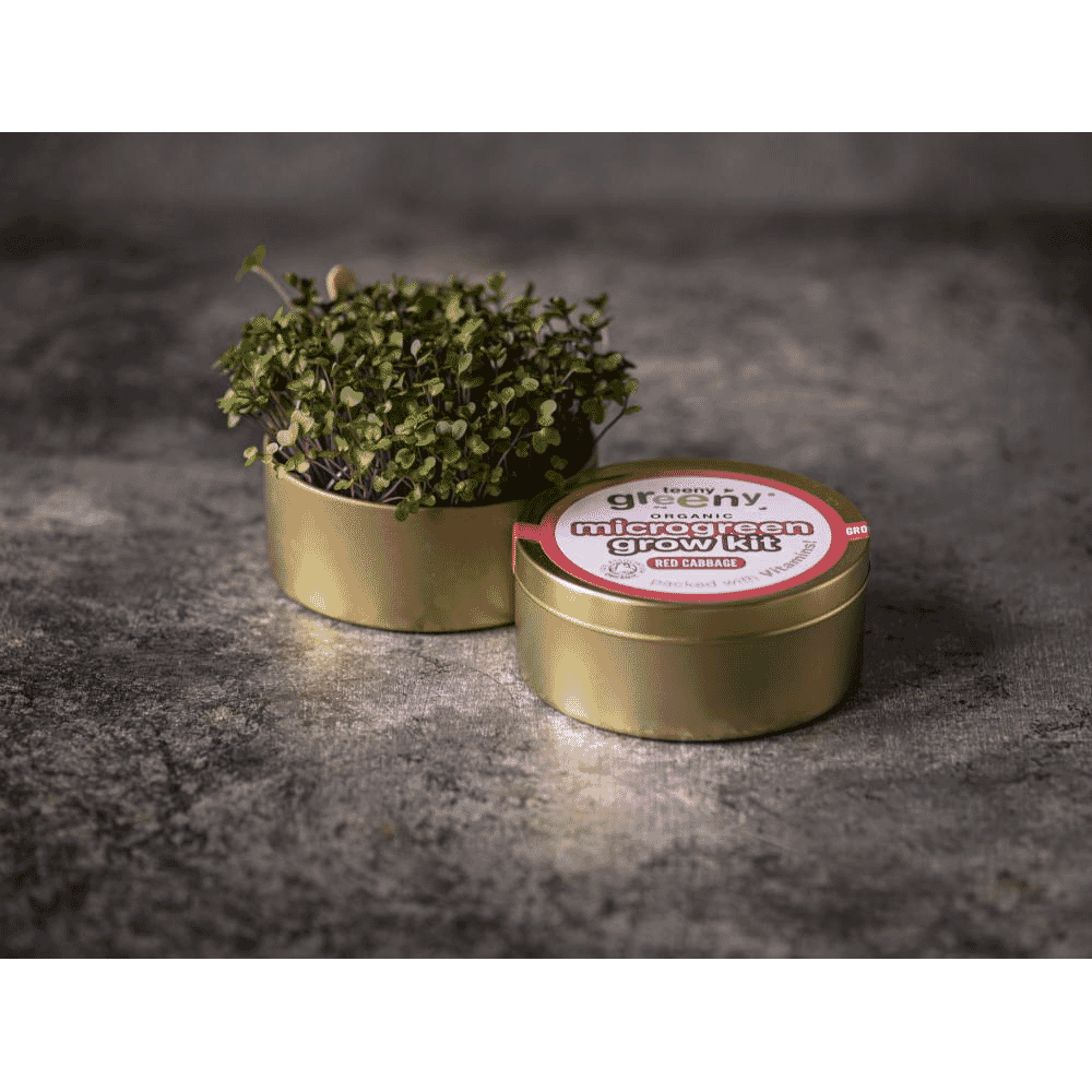 Organic Microgreen Grow Kit (Red Cabbage)