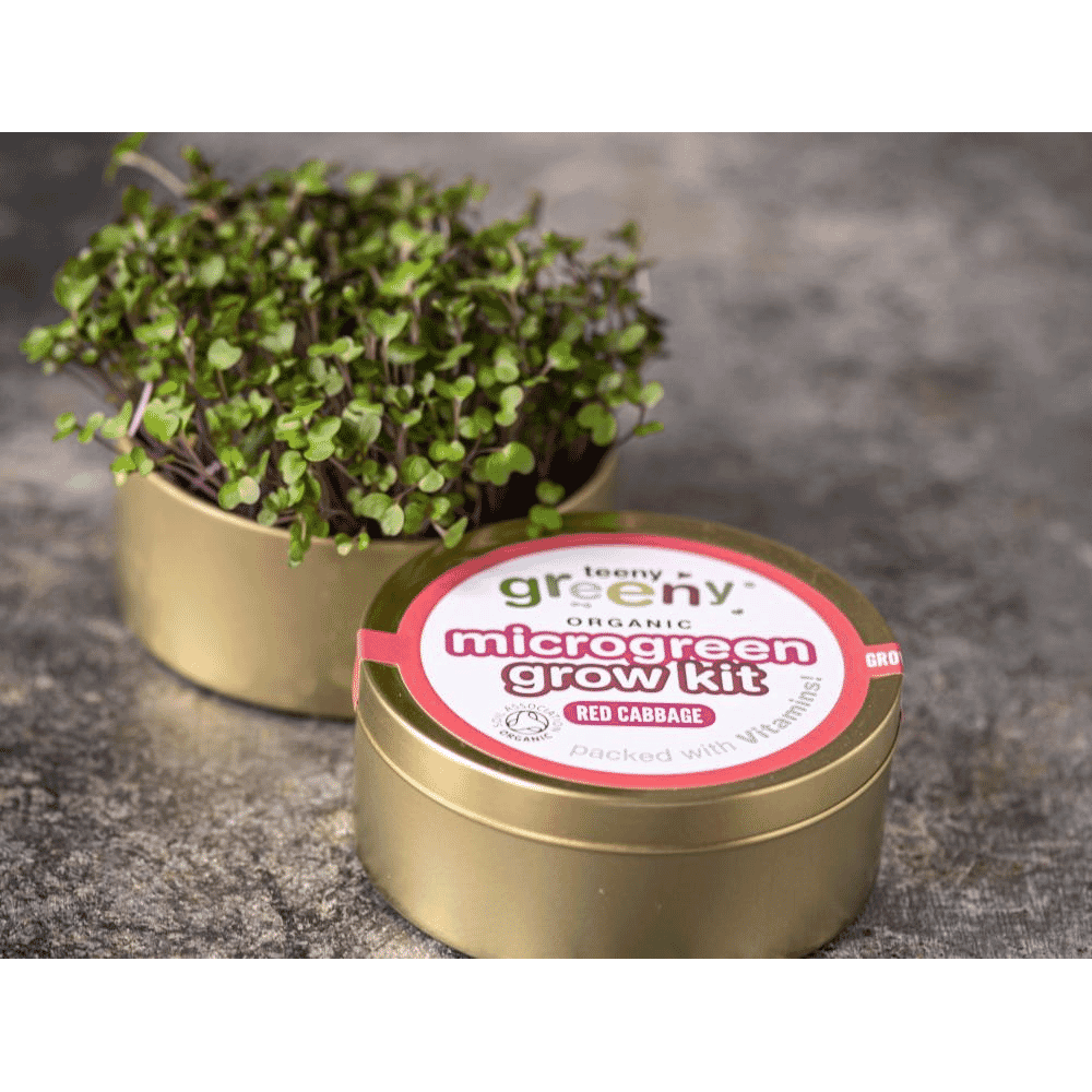 Organic Microgreen Grow Kit (Red Cabbage)