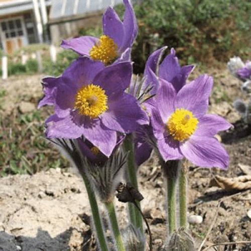 Pulsatilla 30c 100s