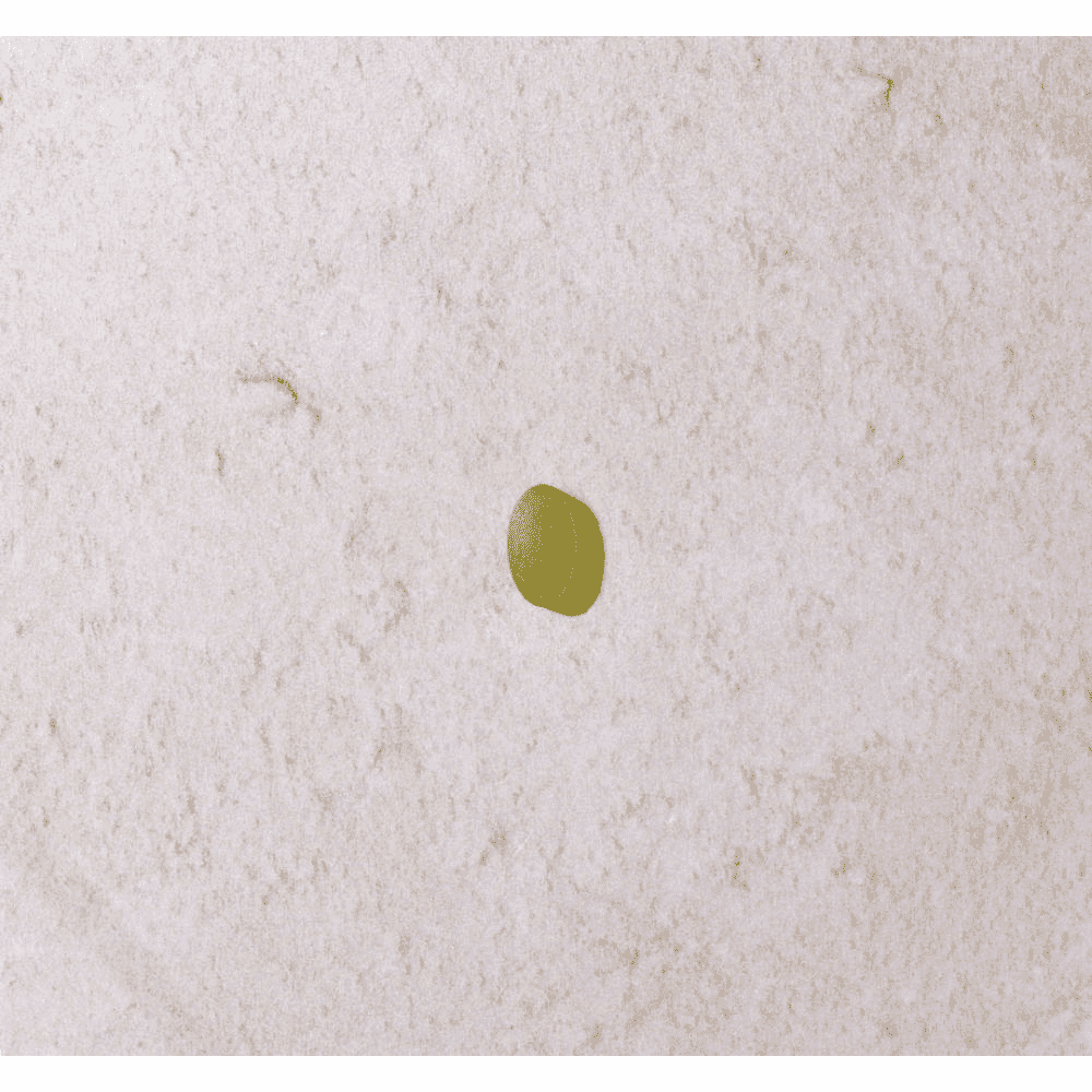 Quercetin & Bromelain 60s