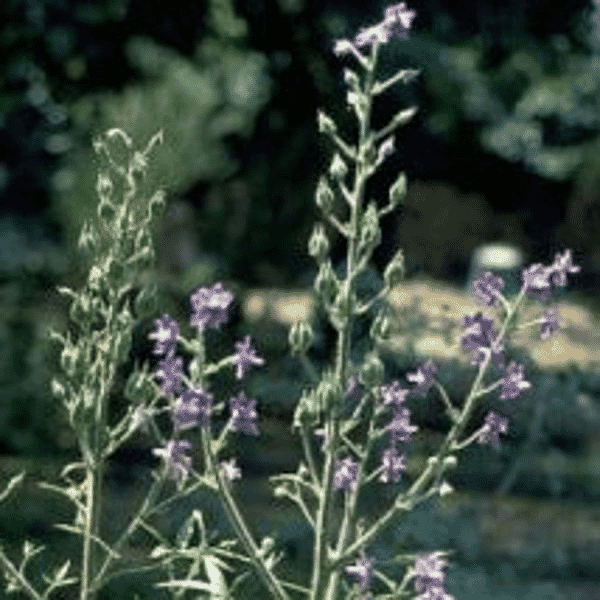 Staphisagria 30c 100s